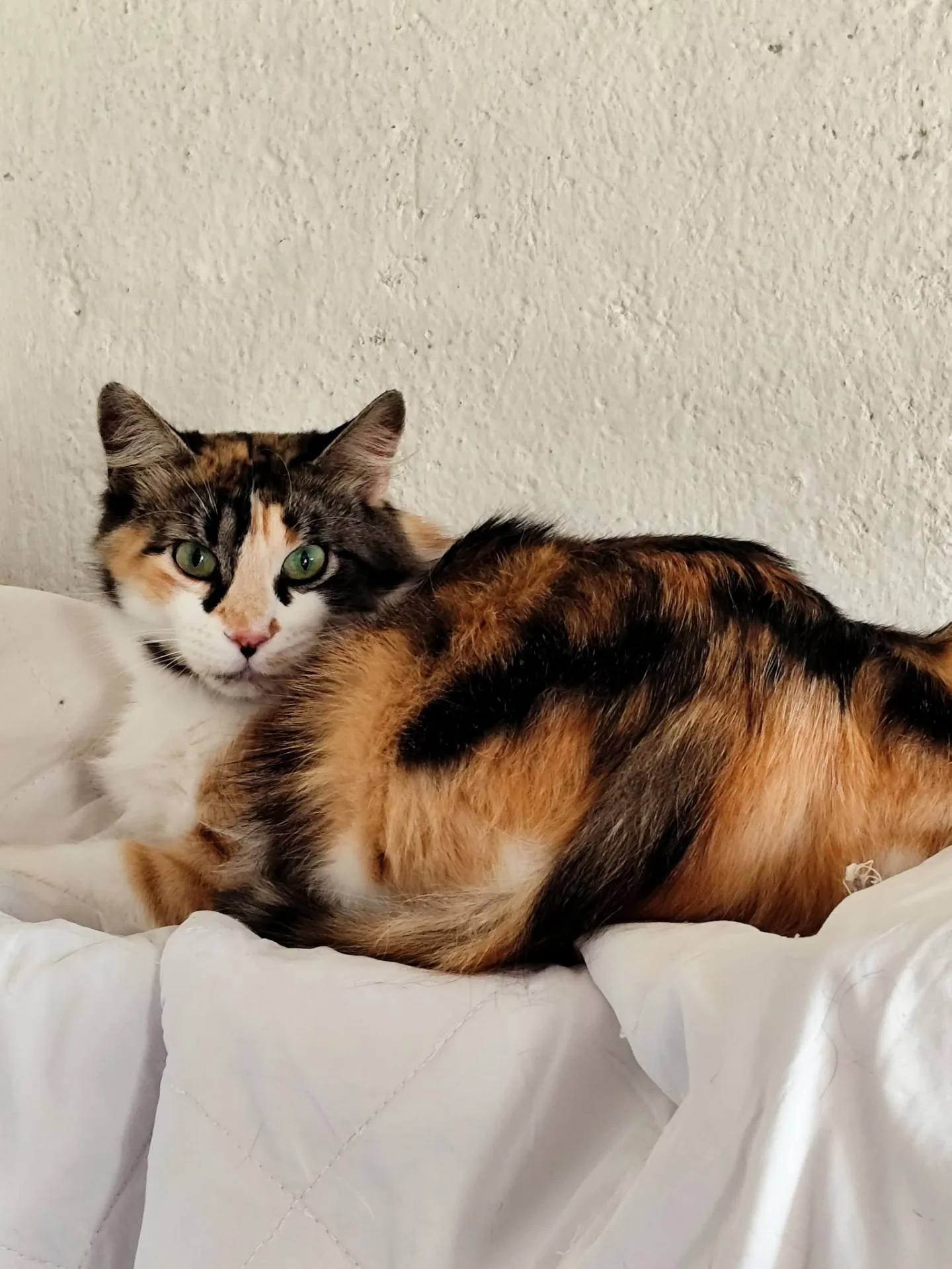 Tati, gatto Europeo in adozione a Bergamo - foto 1