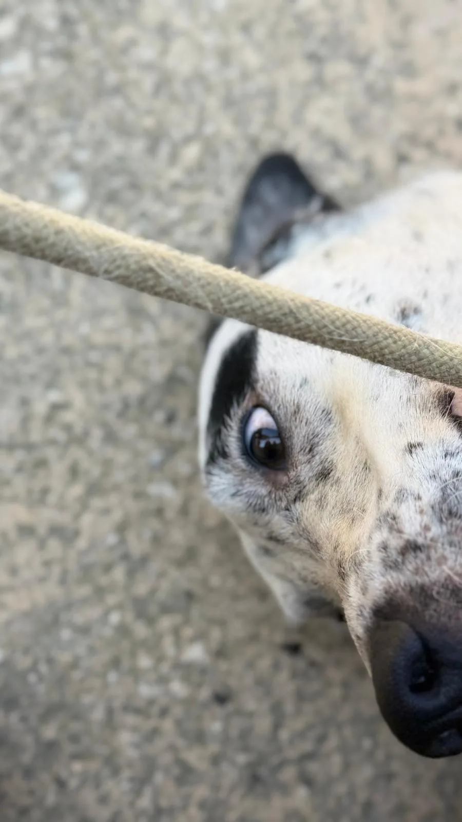 Dasy, cane Meticcio in adozione a Trapani - foto 3