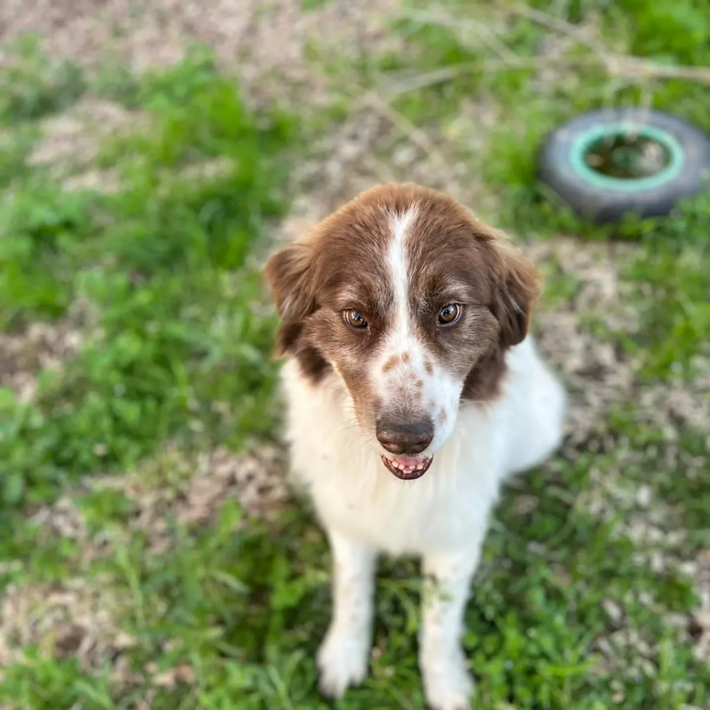 Michele, cane mix border collie in adozione a Latina - foto 2
