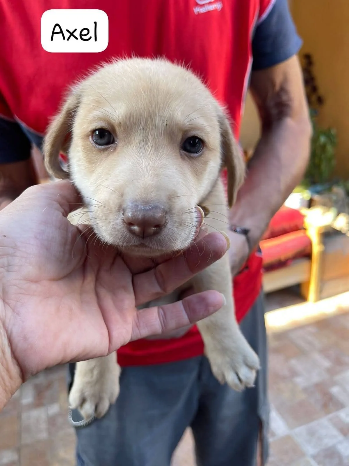 Axel, cane Meticcio in adozione a Frosinone - foto 1
