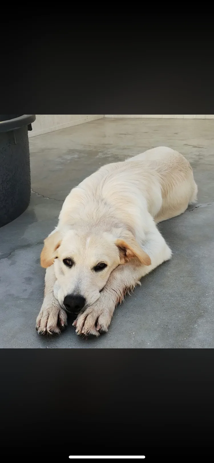 Kuma, cane Meticcio in adozione a Taranto - foto 2