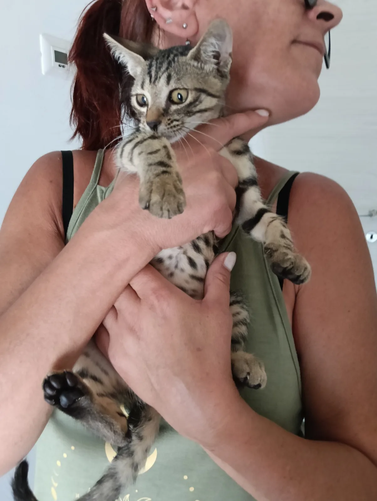 Foto 5 di Calendula, gatto Europeo in adozione