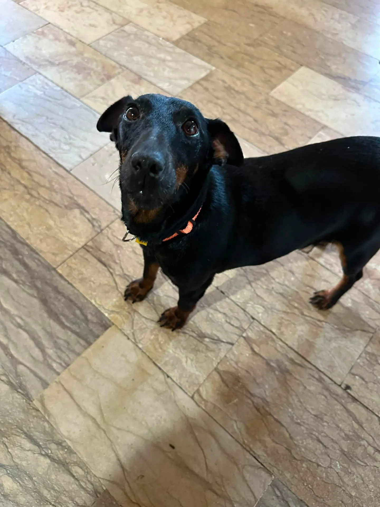 Aura, cane in adozione a Vibo Valentia - foto 1
