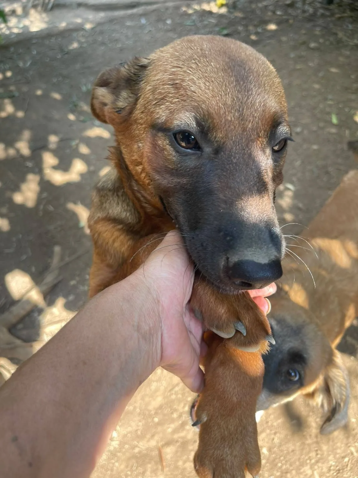 Bettina, cane meticcio in adozione a Latina - foto 1