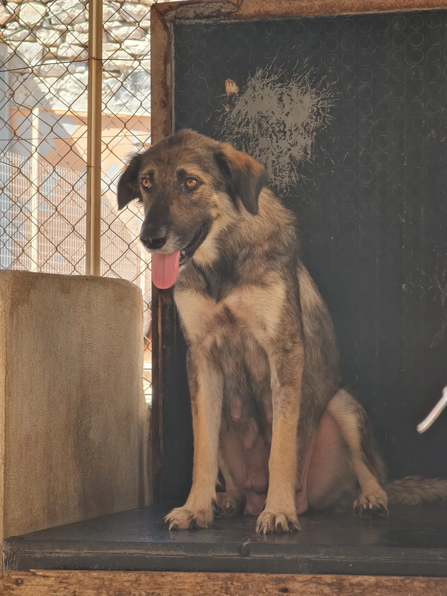 Malika, cane Meticcio in adozione a Trapani - foto 5