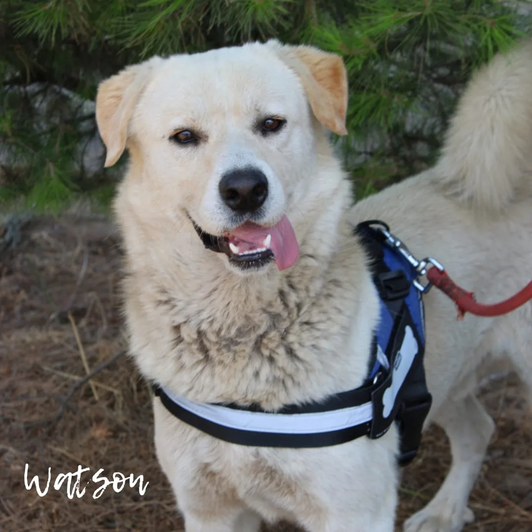 Sherlock & Watson, cane Meticci in adozione a Crotone - foto 3