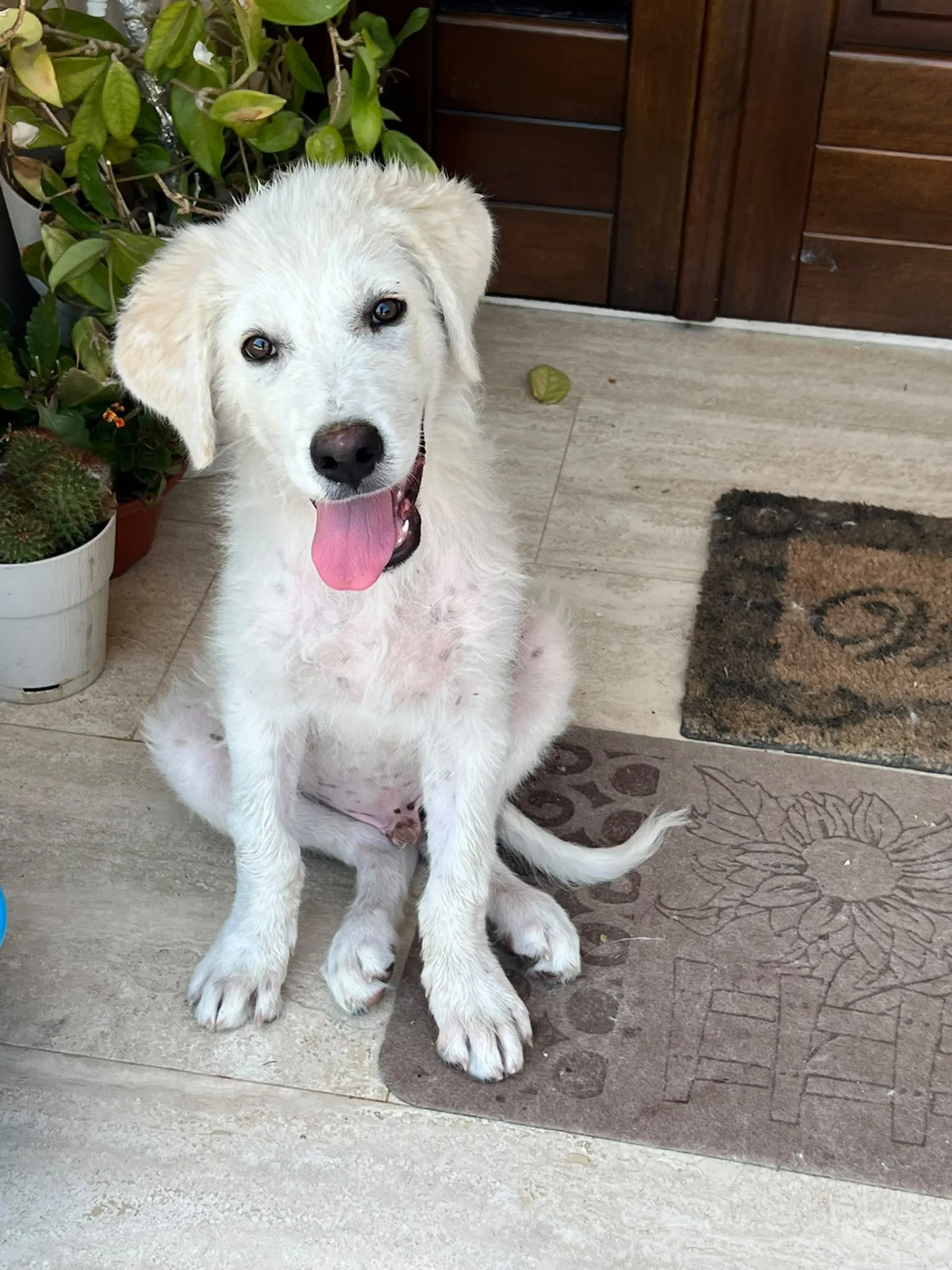 Vito, cane Mix maremmano in adozione a Trapani - foto 2