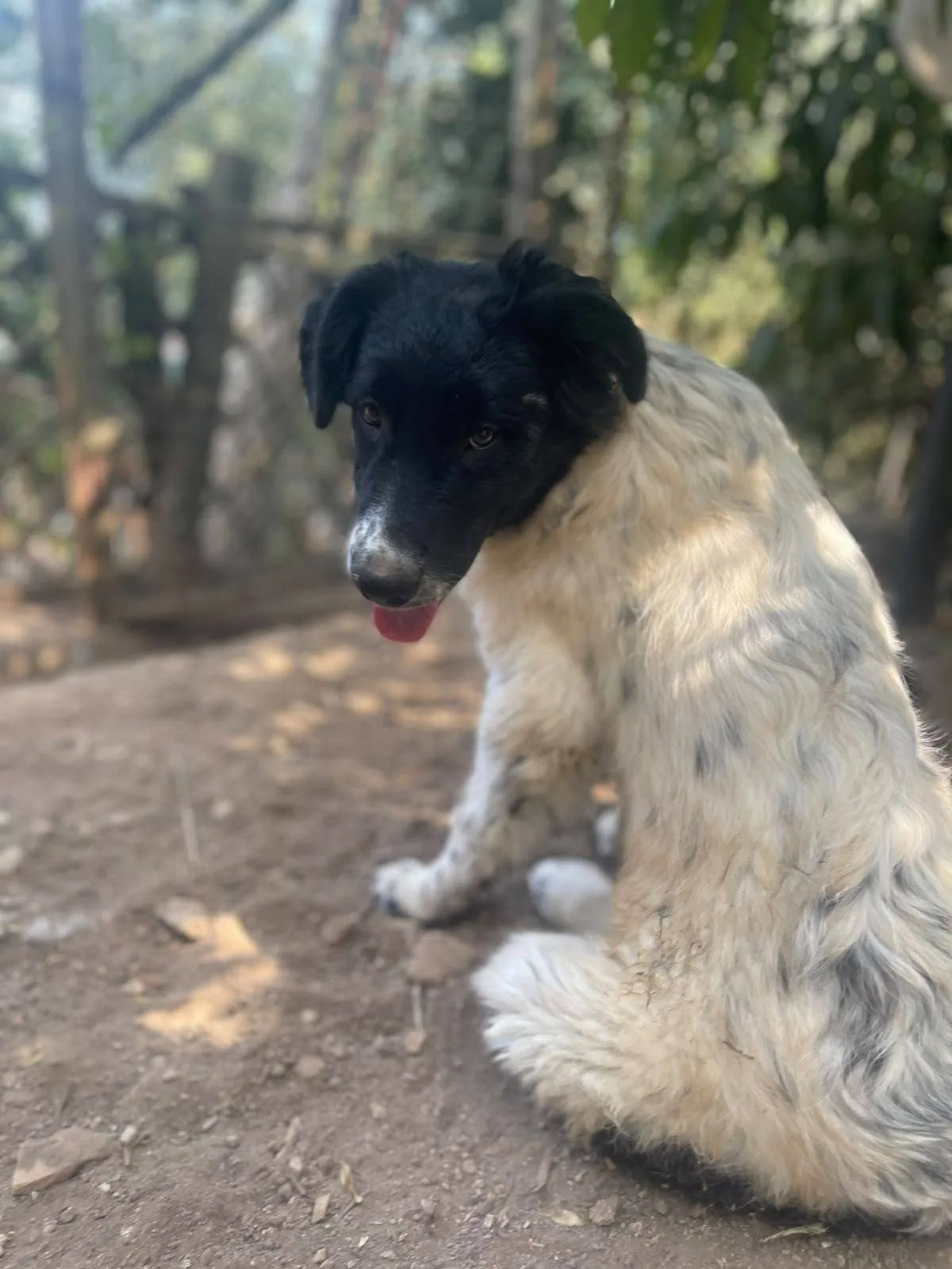 Mimì, cane meticcio in adozione a Latina - foto 4