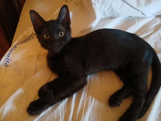 Pepe, gatto in adozione a Latina