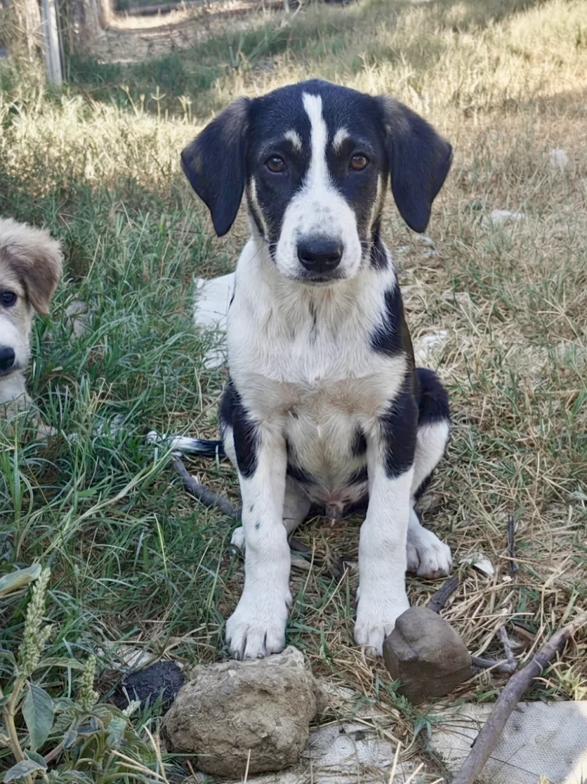 Enea, cane Meticcio in adozione