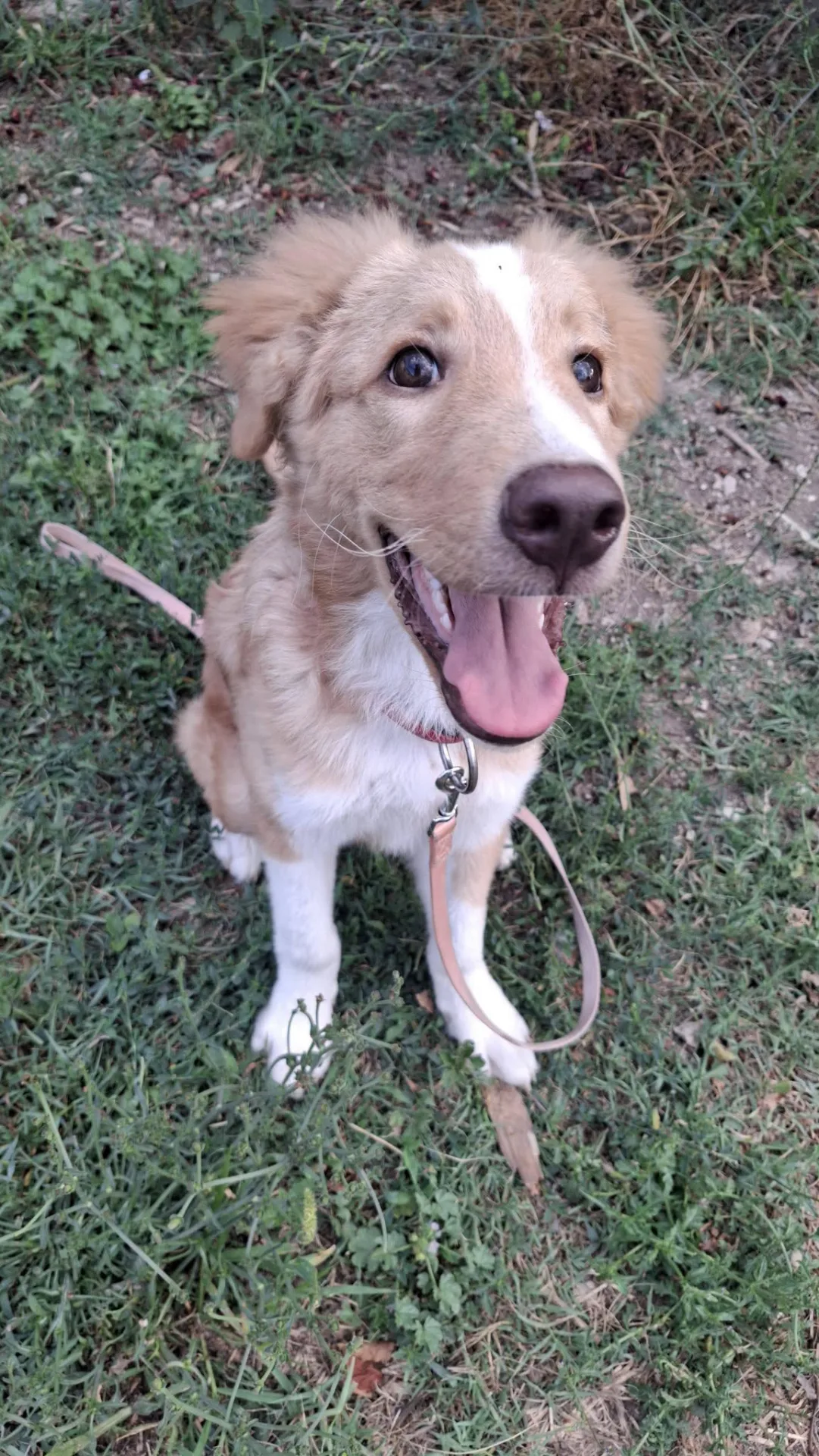 Tommy, cane meticcio in adozione a Latina - foto 5