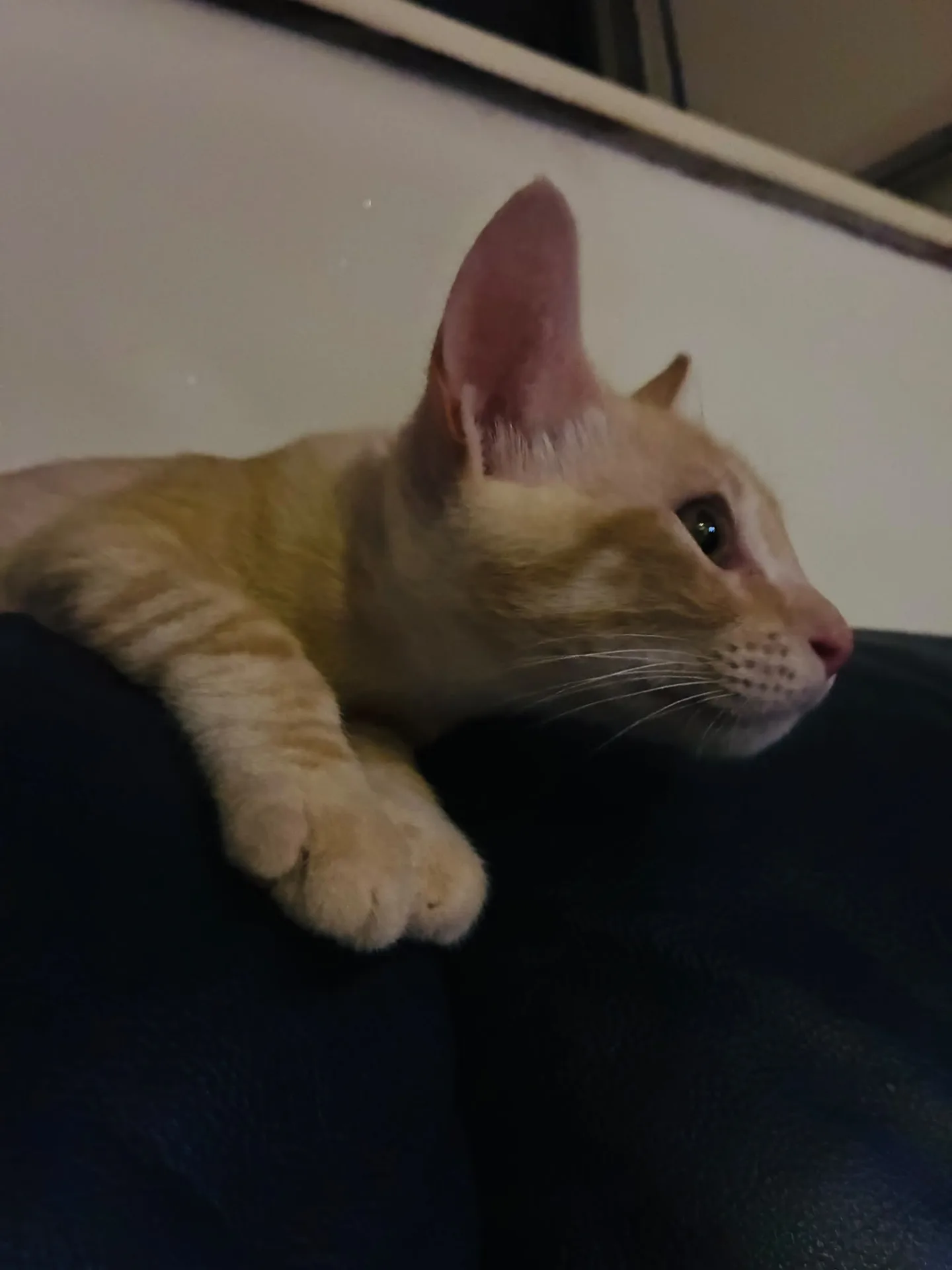 Gino, gatto in adozione a Roma - foto 1