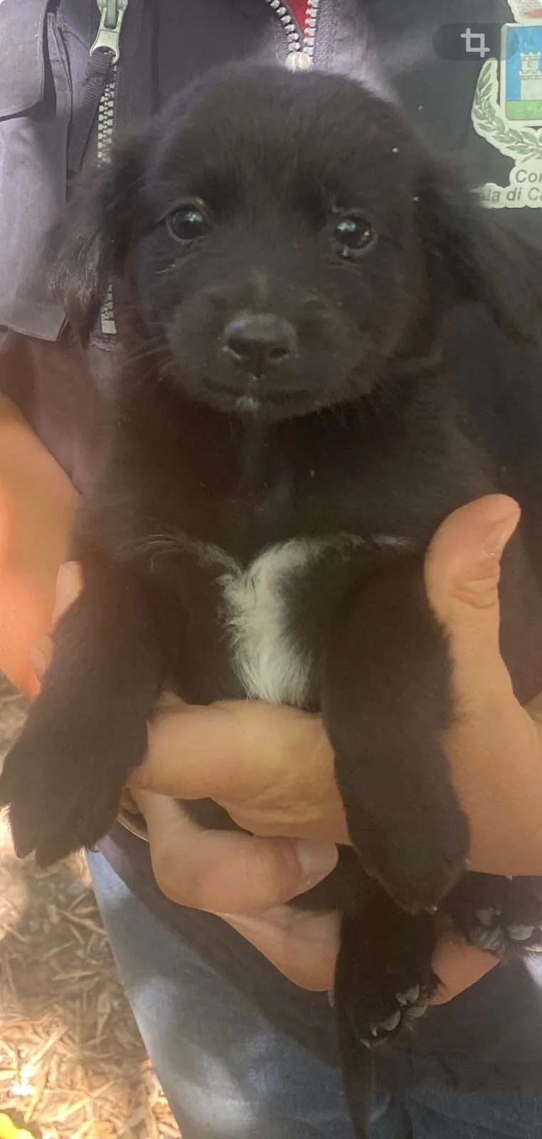 Caramella, cane Meticcio in adozione a Crotone - foto 3