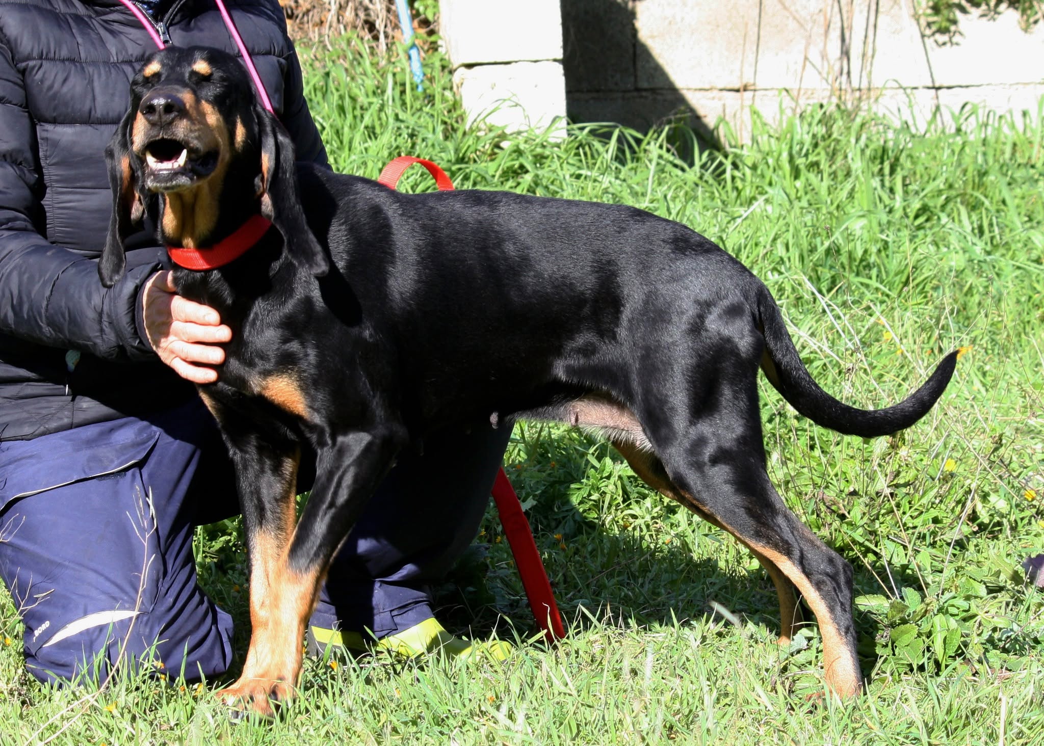 Foto 3 di Bea, cane segugio in adozione