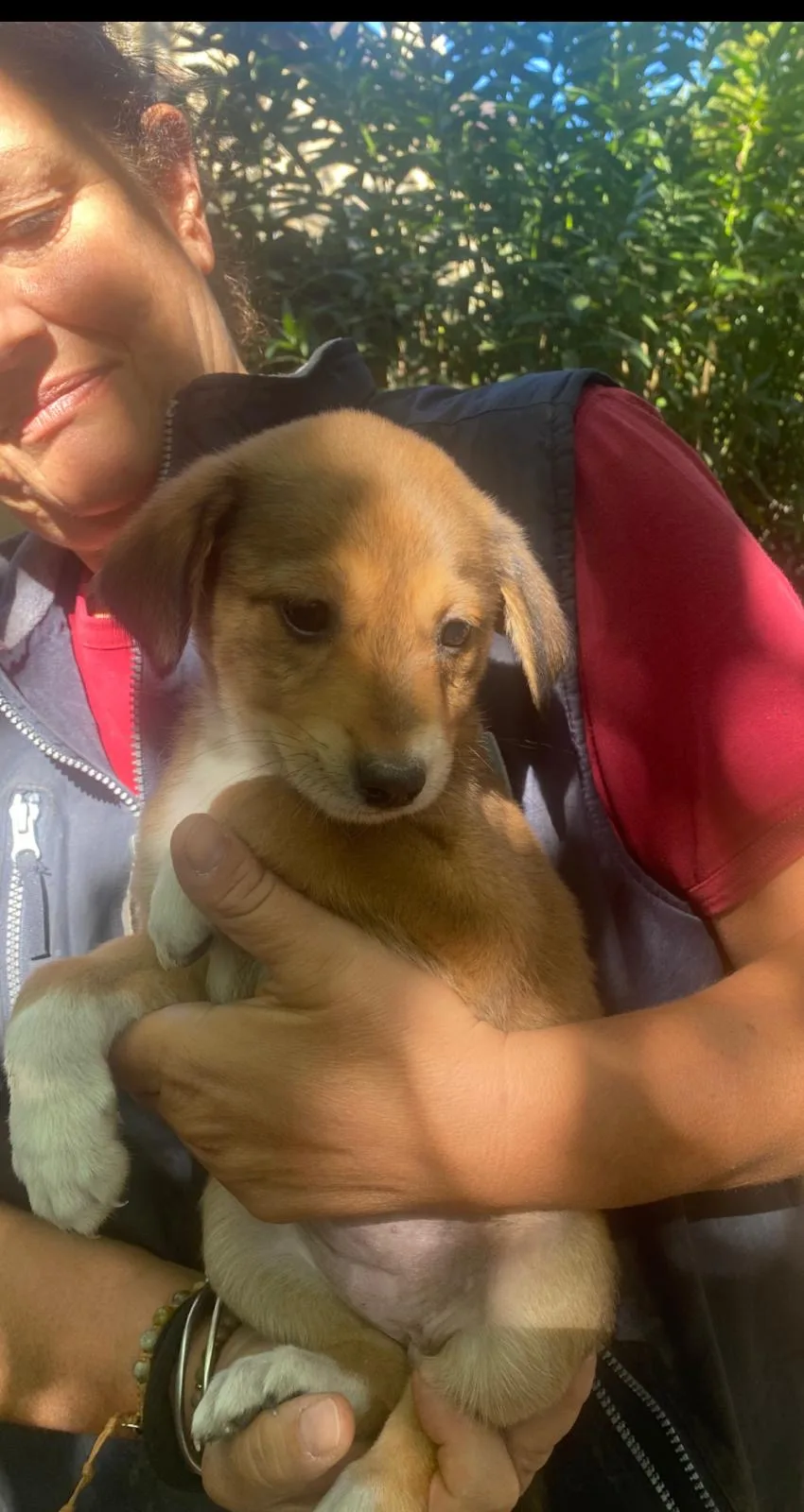 Mia, cane Meticcio in adozione a Crotone - foto 1