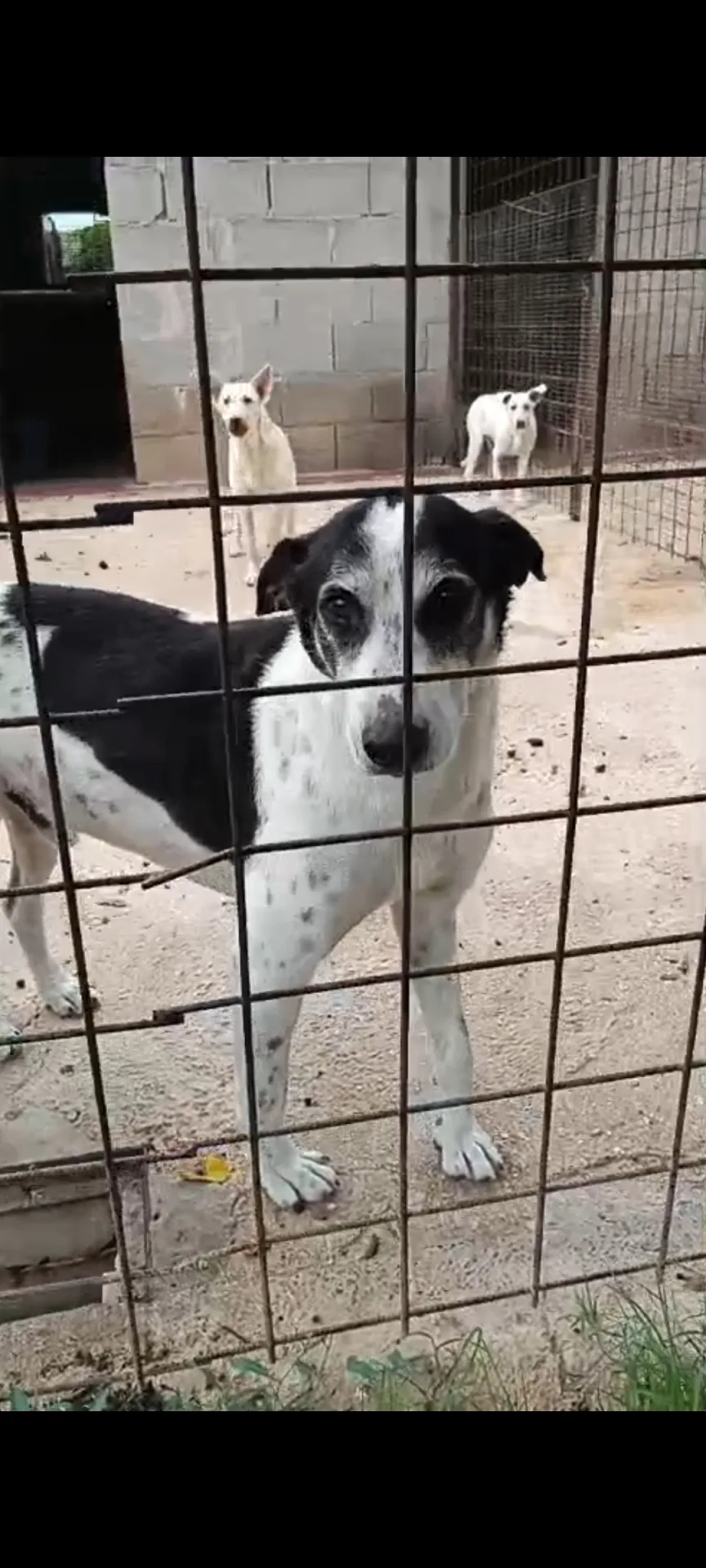 Toby, cane Meticcio in adozione a Siracusa