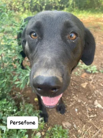 Persefone, cane meticcia in adozione a Latina