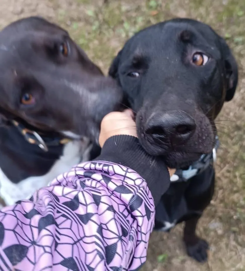 Buzz, cane meticcio in adozione a Latina - foto 4