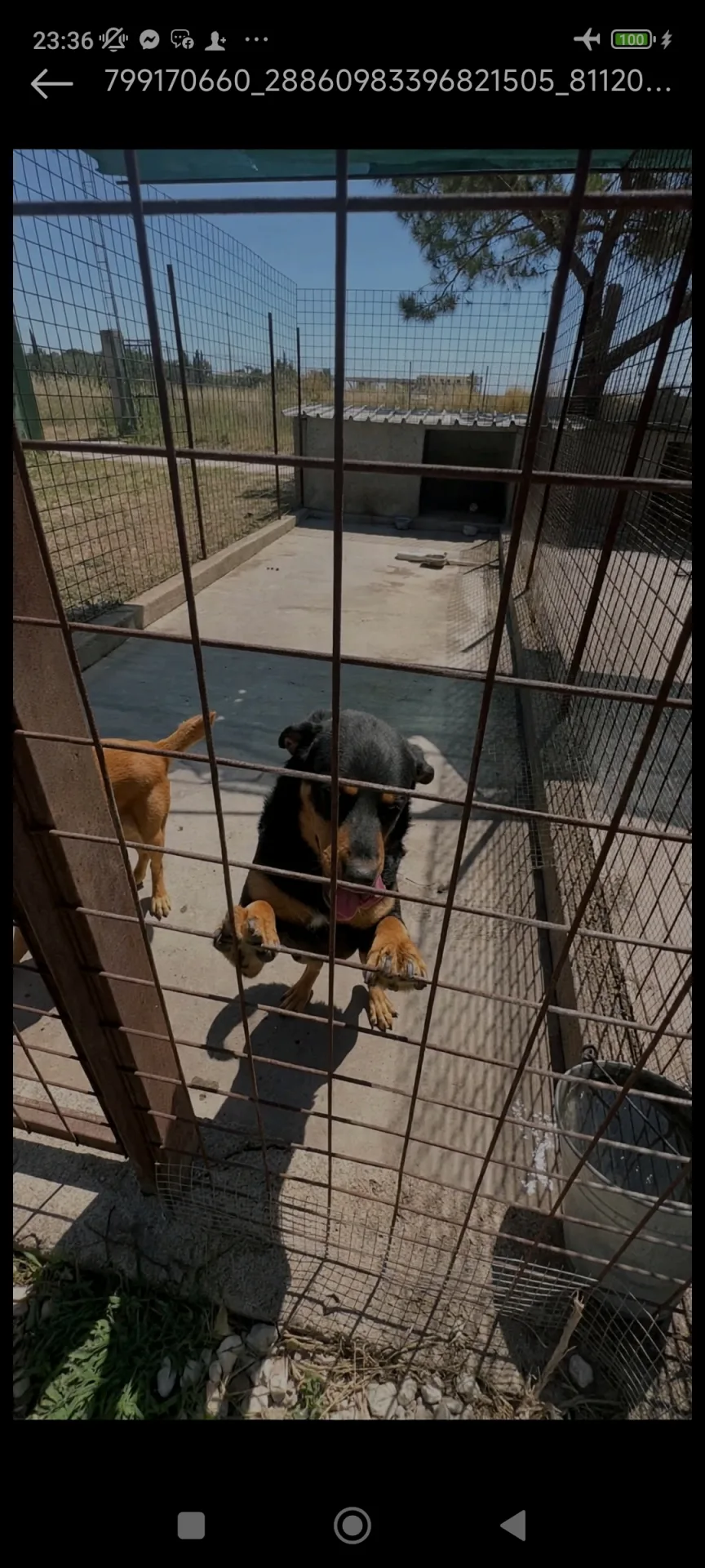 Roy, cane Meticcio in adozione a Siracusa - foto 4
