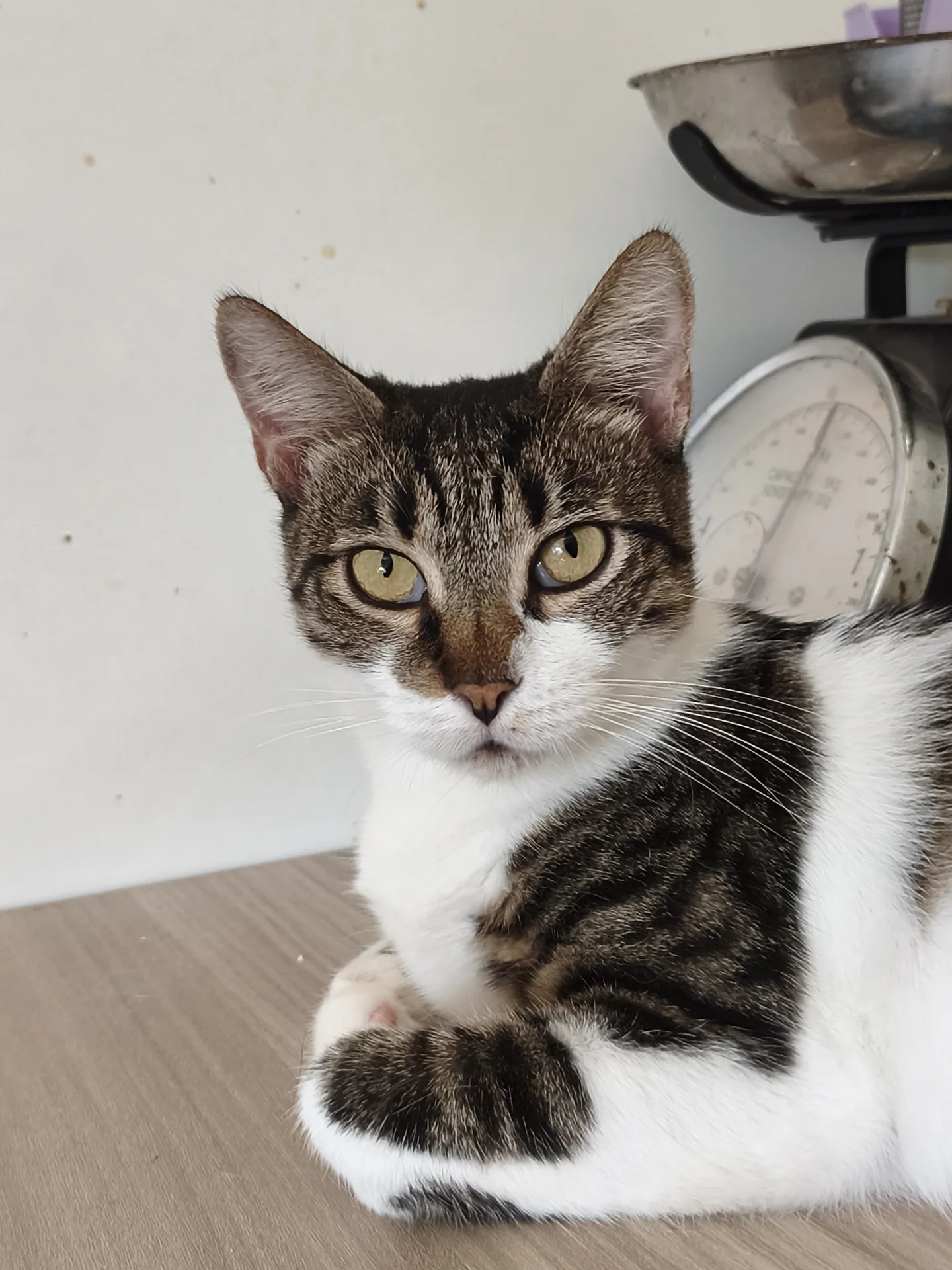 Mimma, gatto Europeo adottato a Latina - foto 5