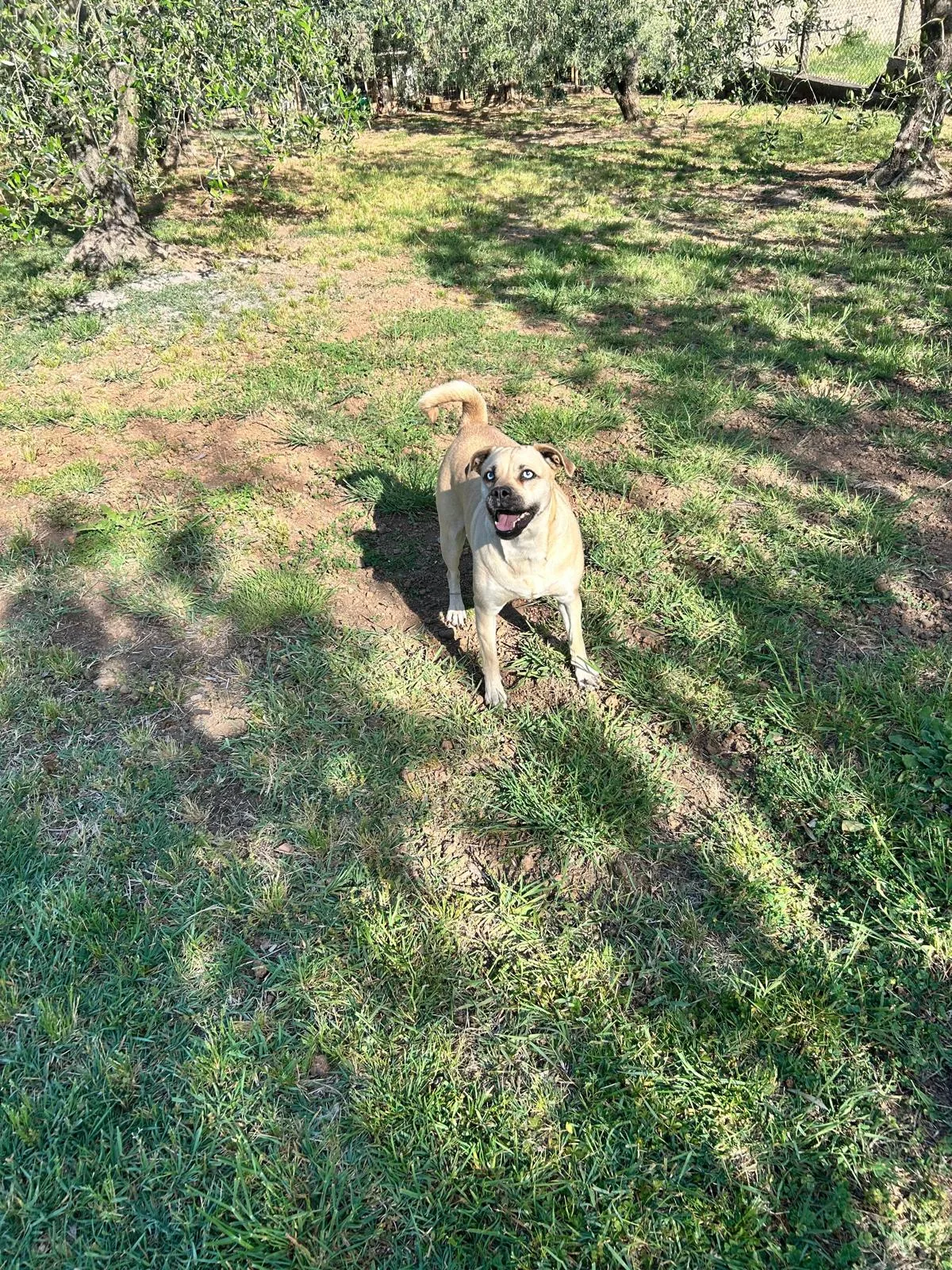 Ariel, cane Meticcia in adozione a Roma - foto 5