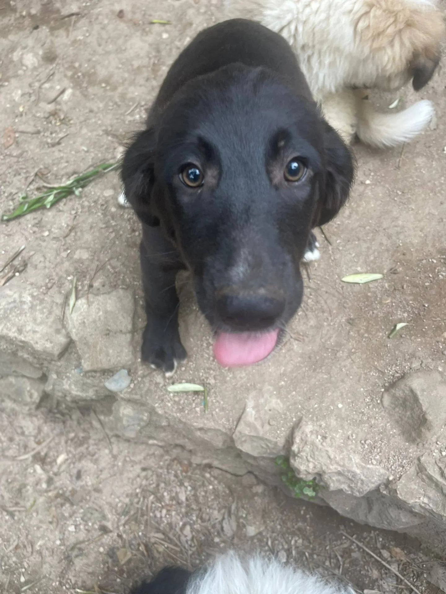 Merlot, cane meticcio in adozione a Latina - foto 5
