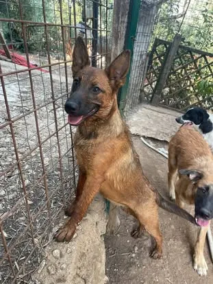 Bettina, cane meticcio in adozione a Latina - foto 5