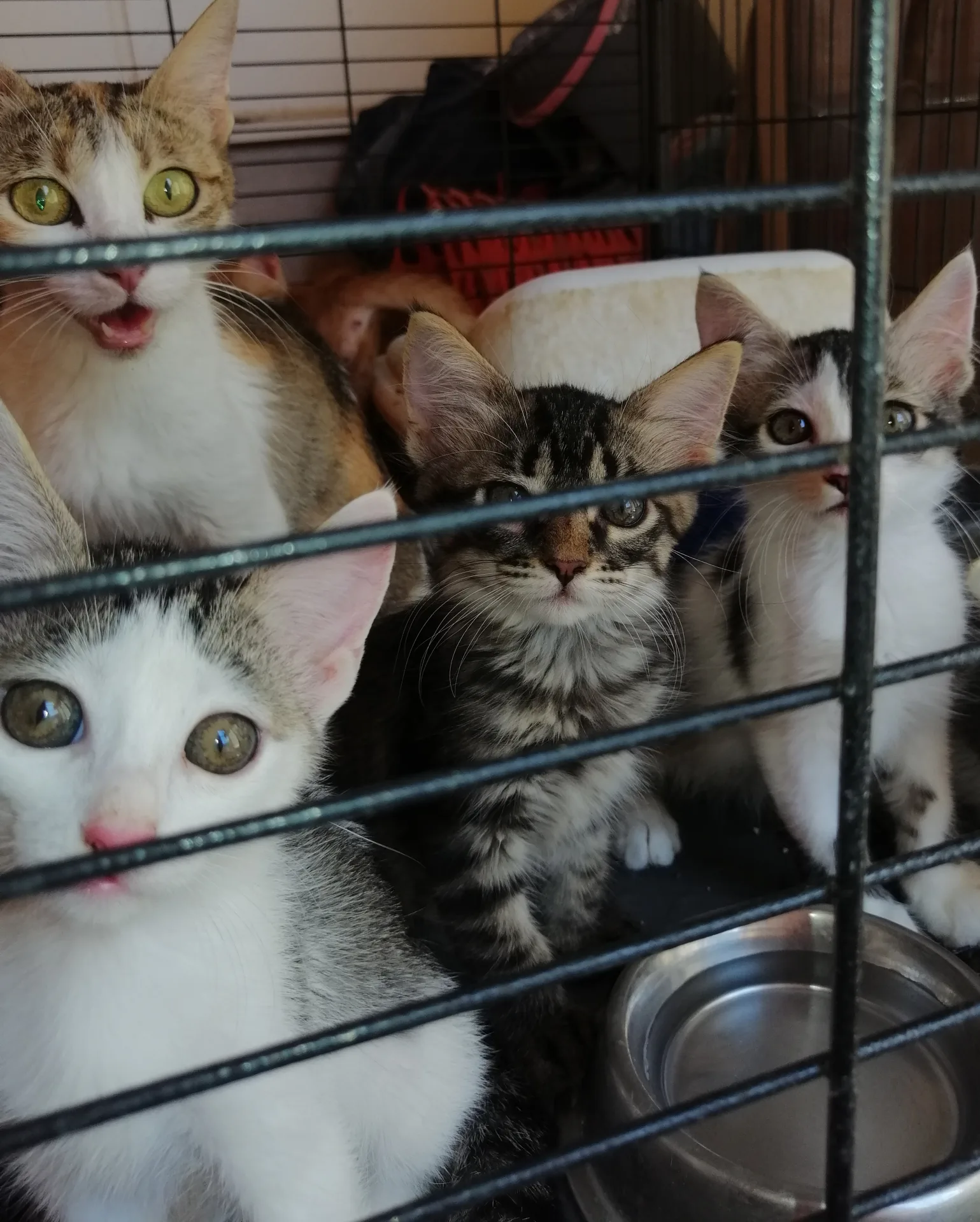 Costino, gatto Europeo in adozione a Trapani - foto 3