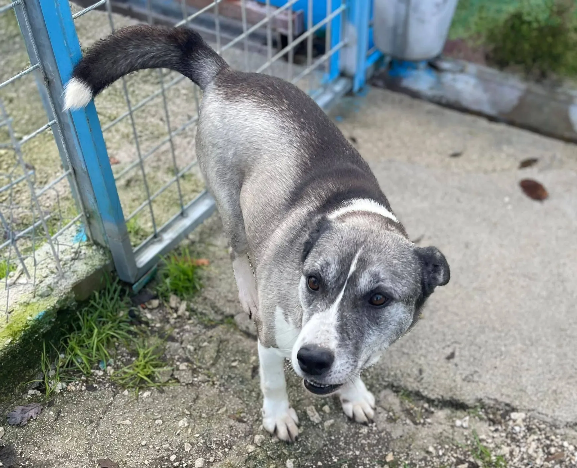 Mamy, cane meticcio in adozione a Latina - foto 4
