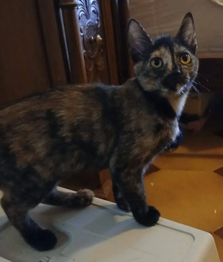 Tarty, gatto in adozione a Latina - foto 3