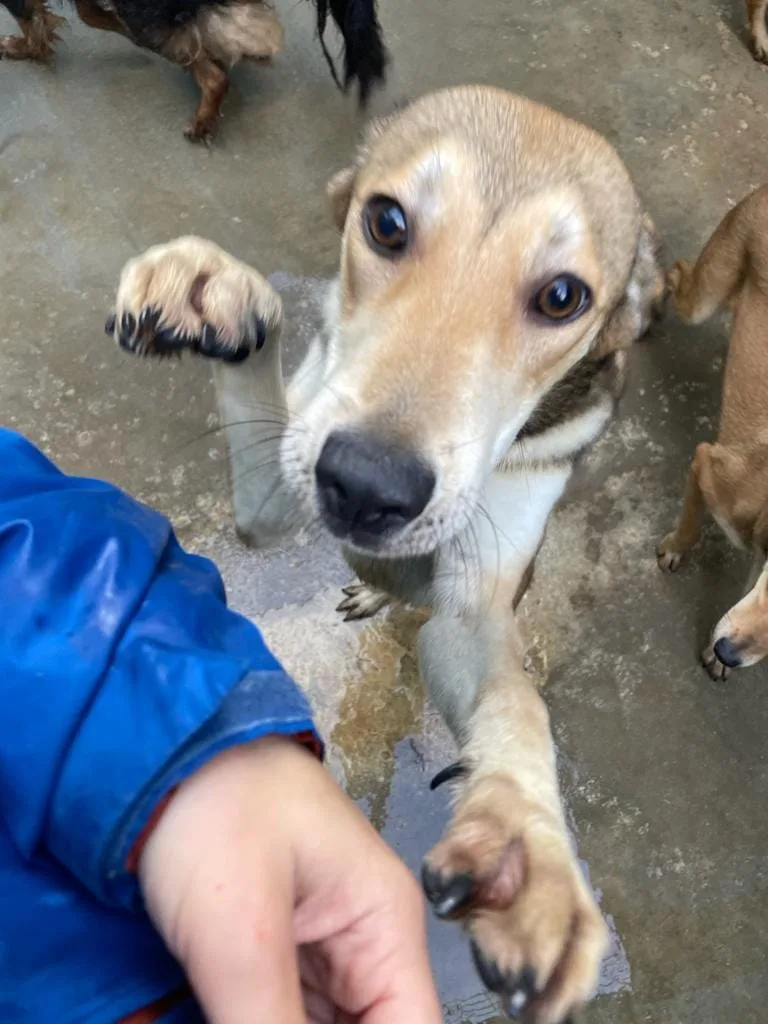 Kaya Kimi e Koko, cane meticcio in adozione a Latina - foto 1