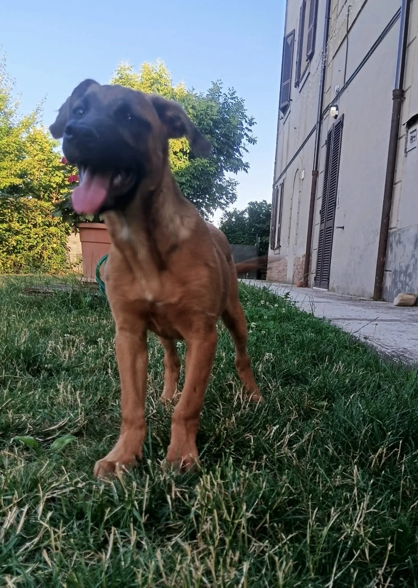 Zigo, cane Meticcio in adozione a Piacenza - foto 2
