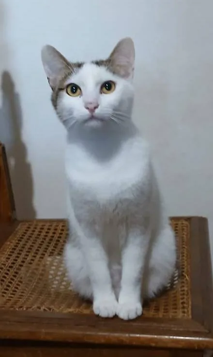 Marlon, gatto in adozione a Latina - foto 2