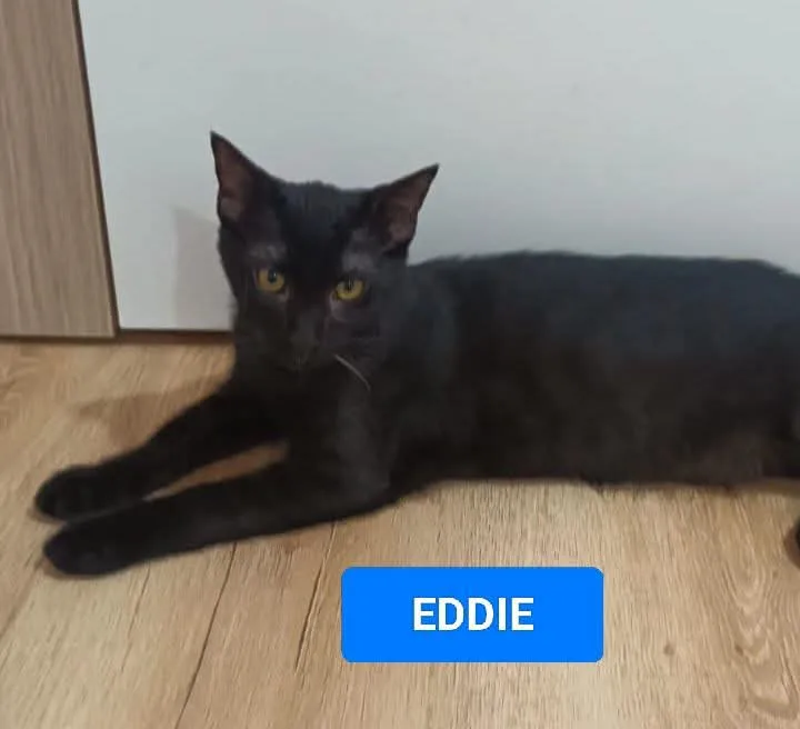 Eddie, gatto Europeo in adozione a Napoli - foto 1