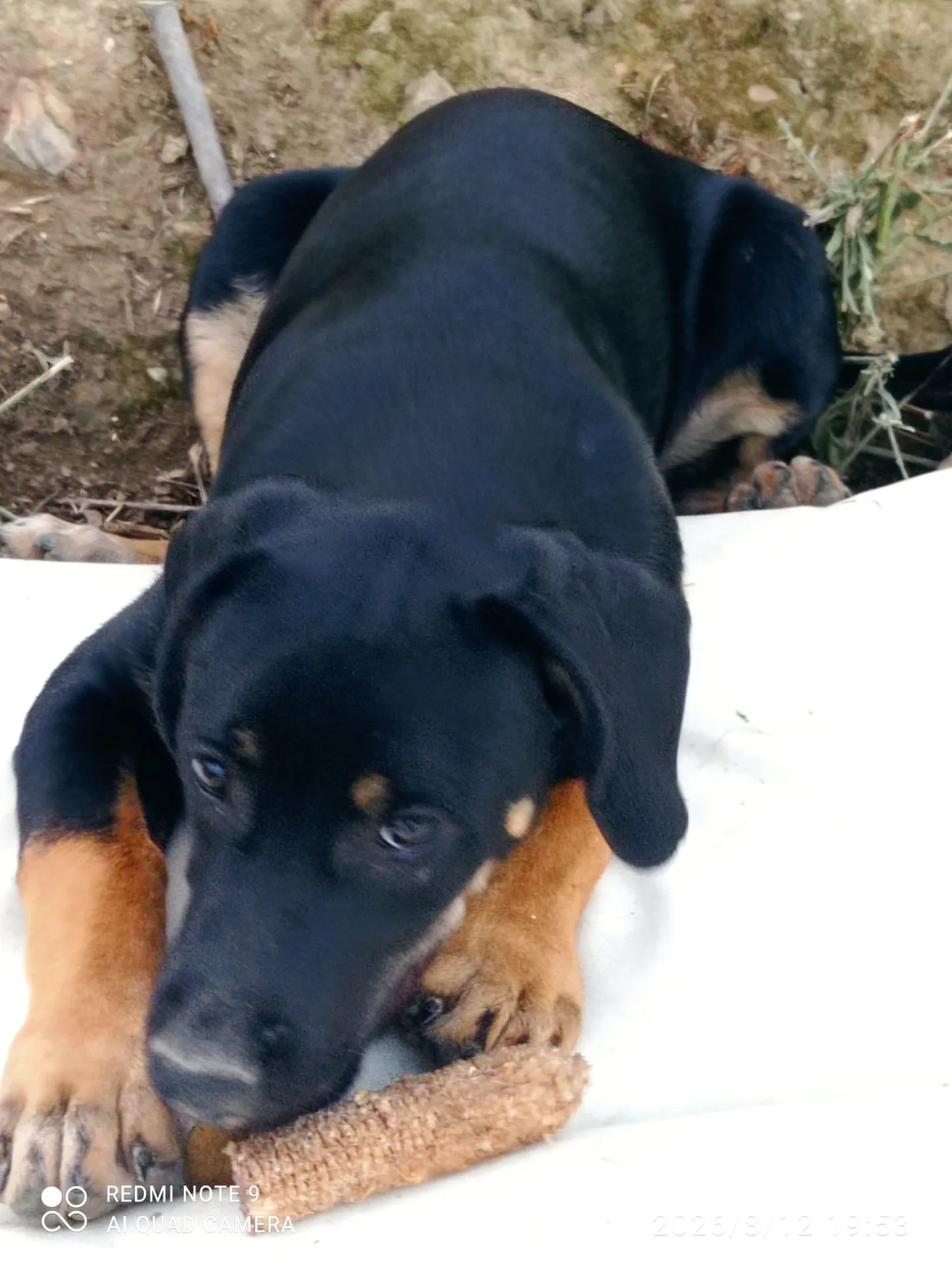 Foto 2 di Alvin, cane Meticcio in adozione
