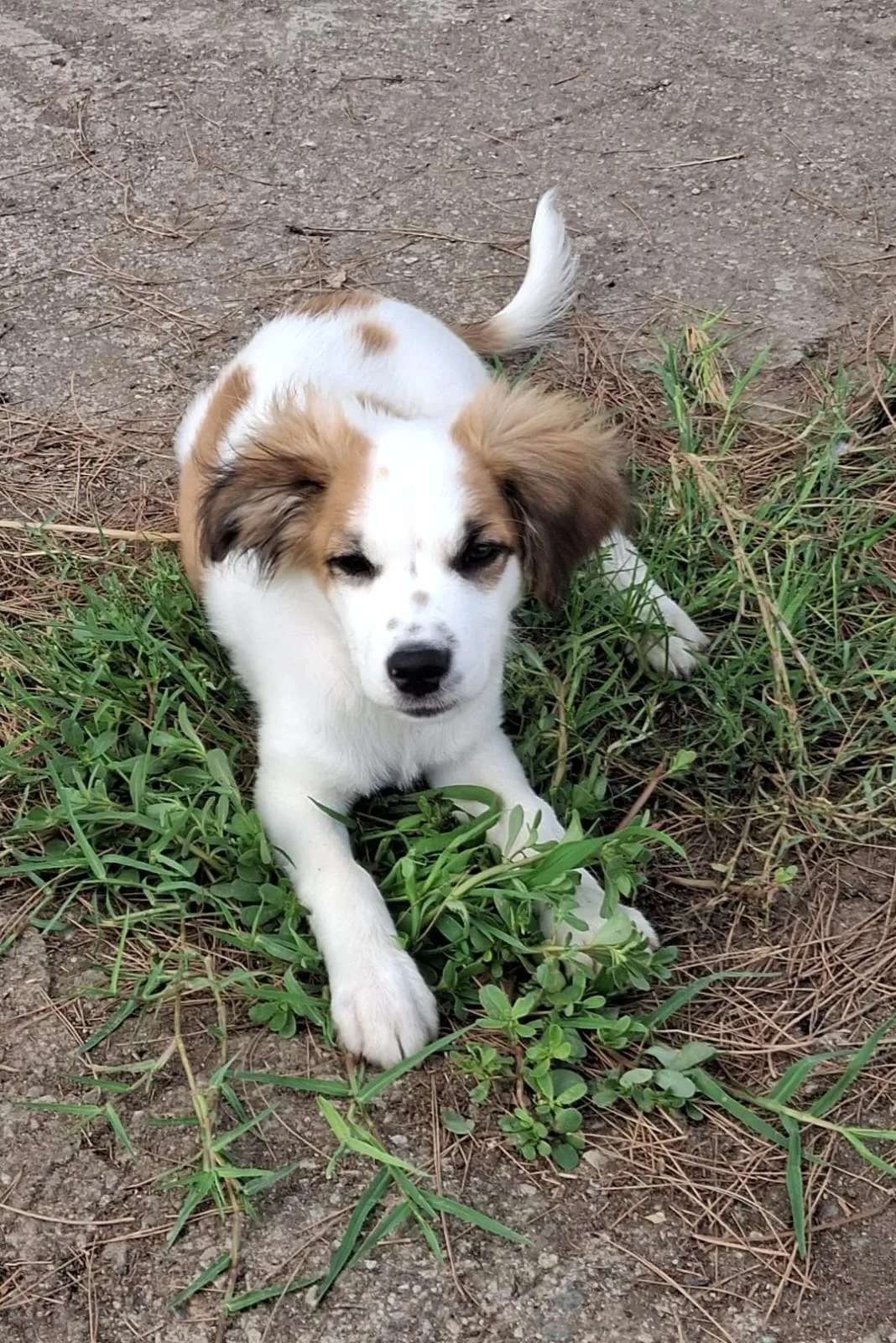 Oro, cane Meticcio in adozione a Crotone - foto 3