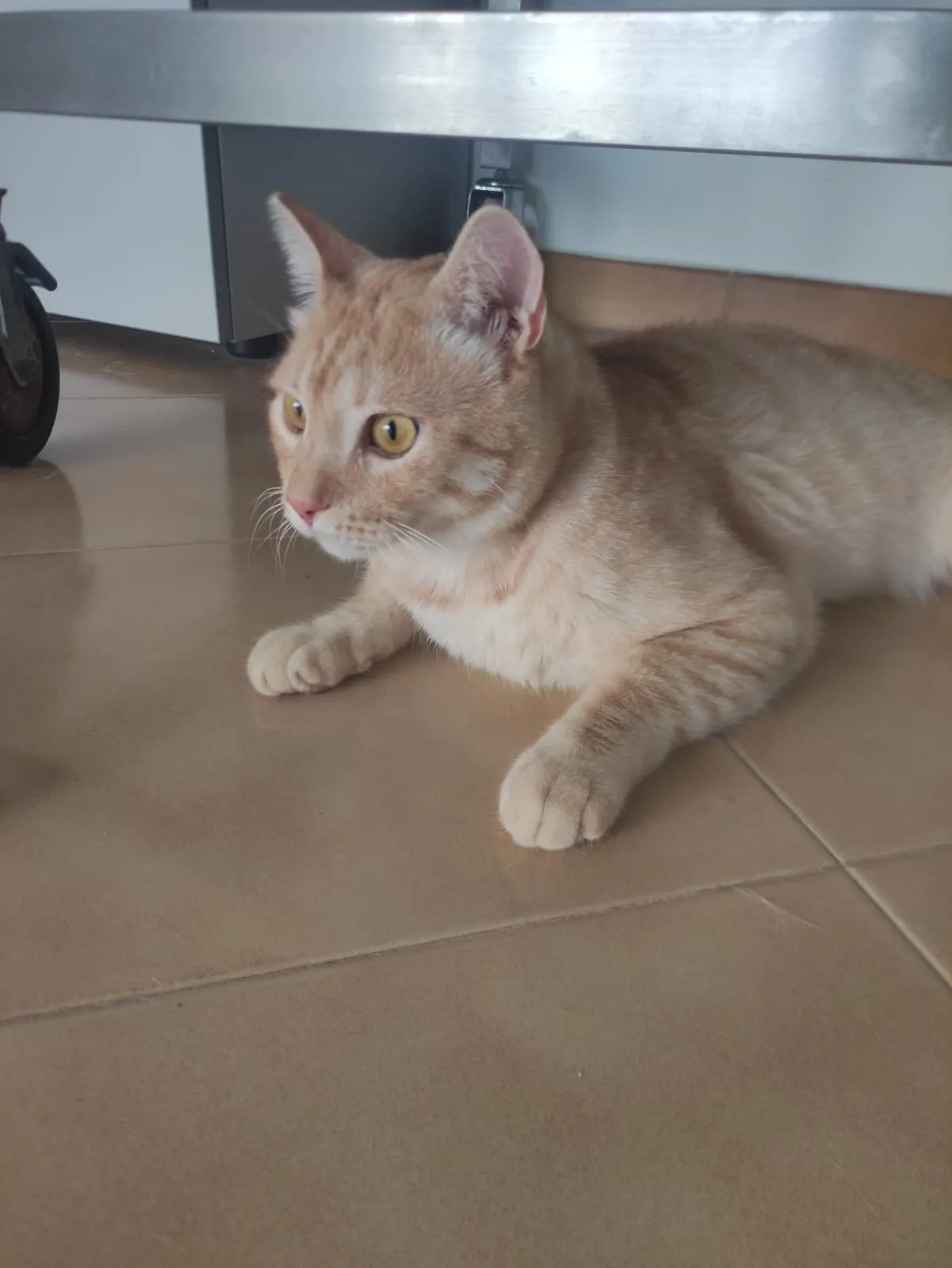 Orange, gatto Metticio in adozione a Bari - foto 4