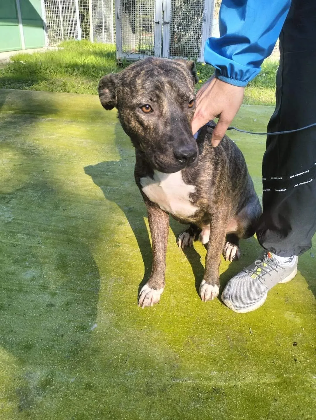 Apollo, cane meticcio in adozione a Latina - foto 2