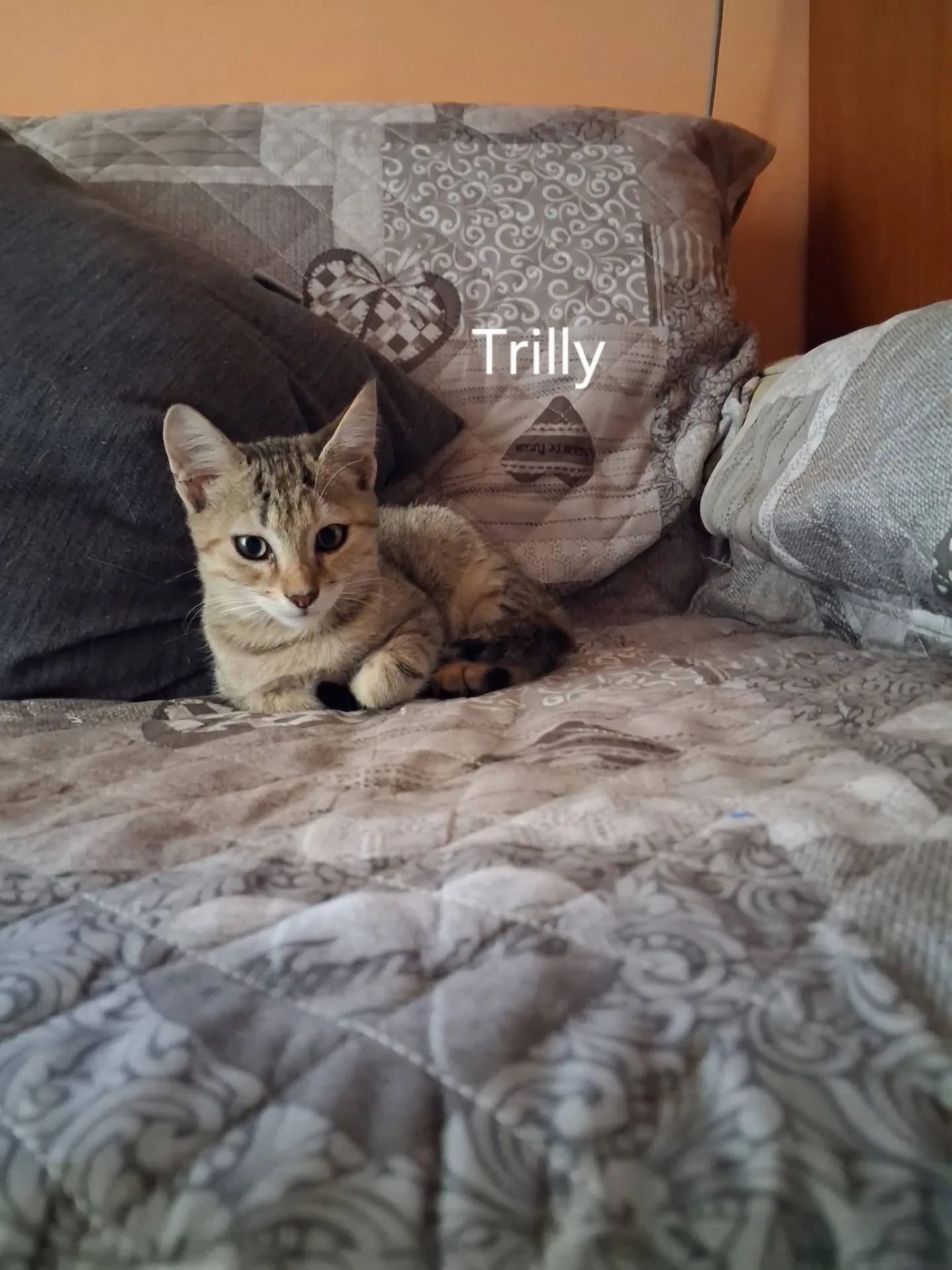 Trilly, gatto Europea in adozione a Siracusa