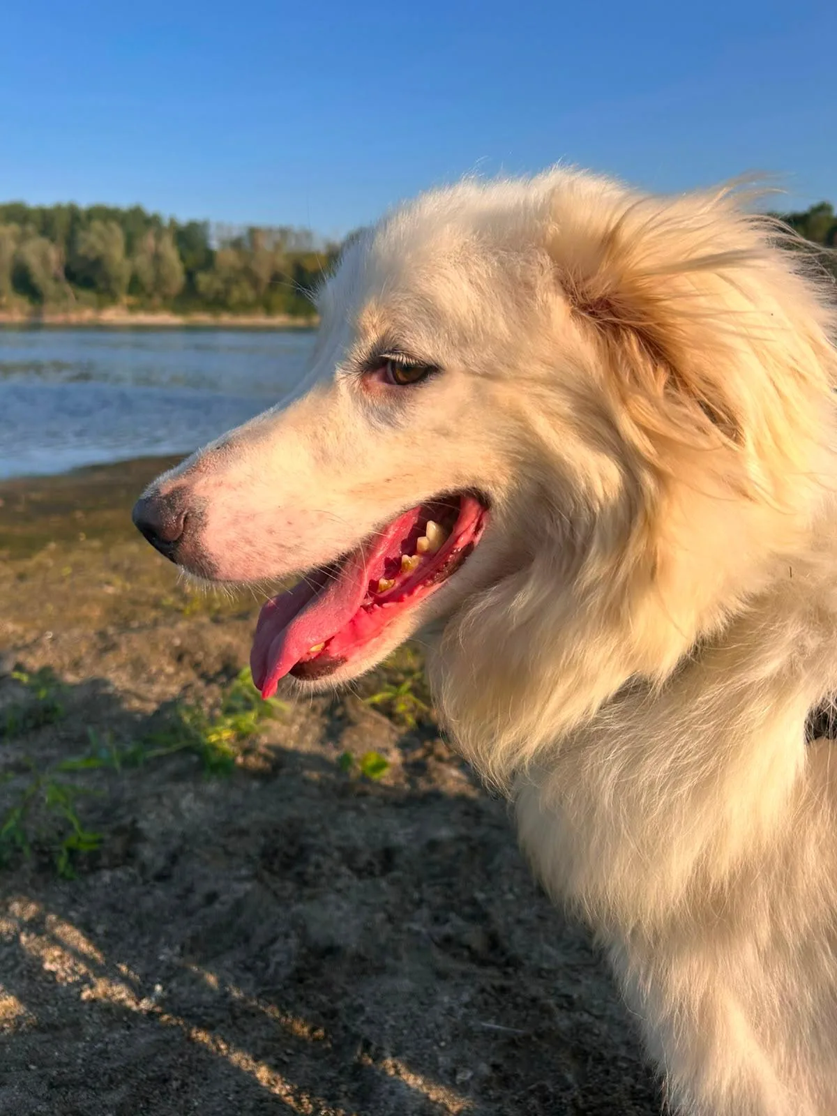 Biancaneve, cane Meticcio in adozione a Novara - foto 1