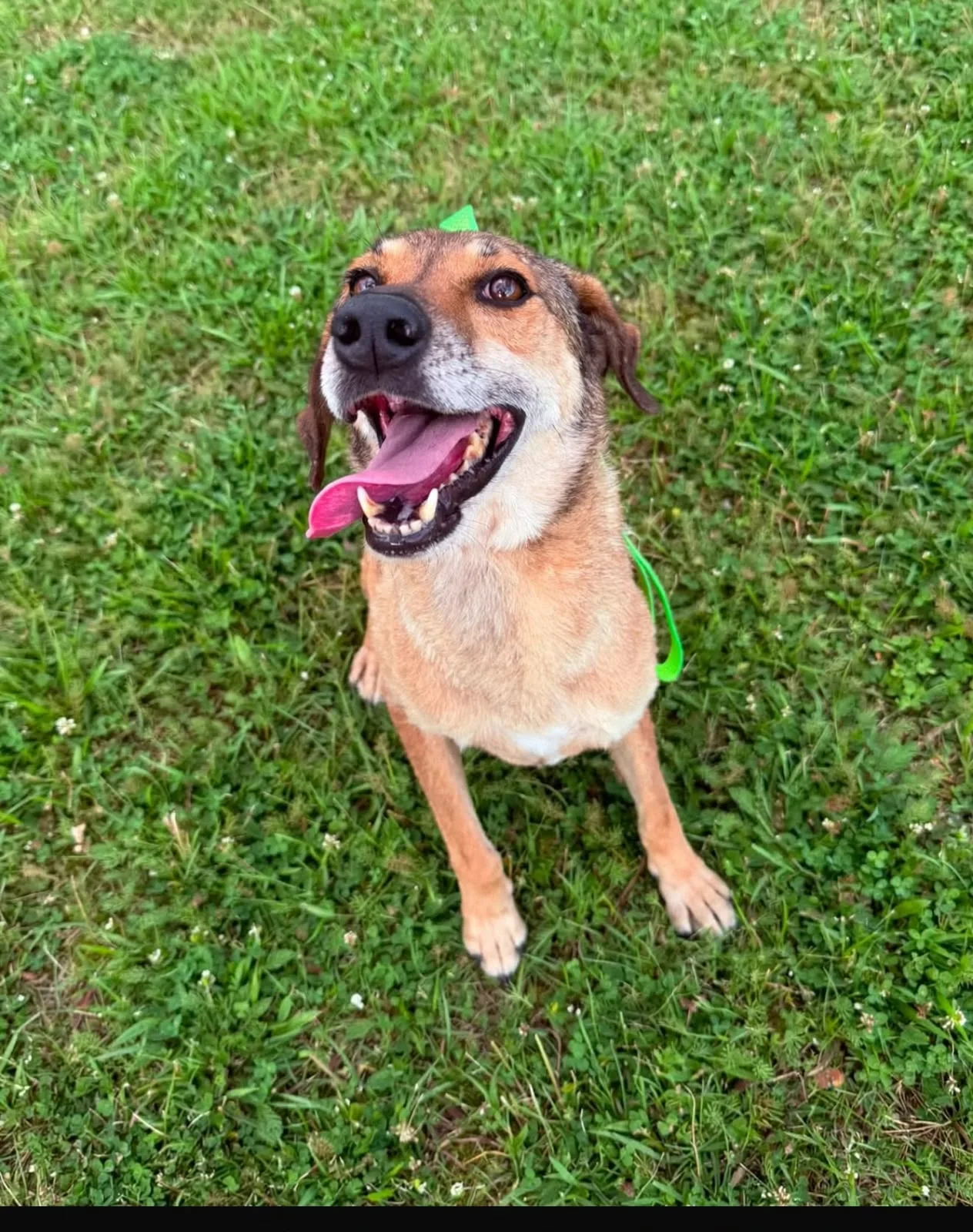 Lana, cane Meticcio in adozione a Lecco - foto 3