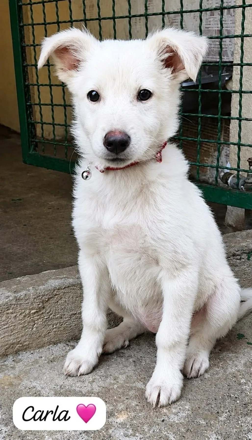 Cara, cucciola,Carla cocca, cane in adozione a Catanzaro - foto 4