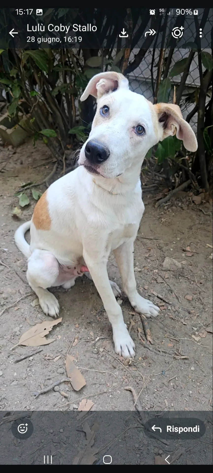 Freddy, cane Meticcio in adozione a Piacenza