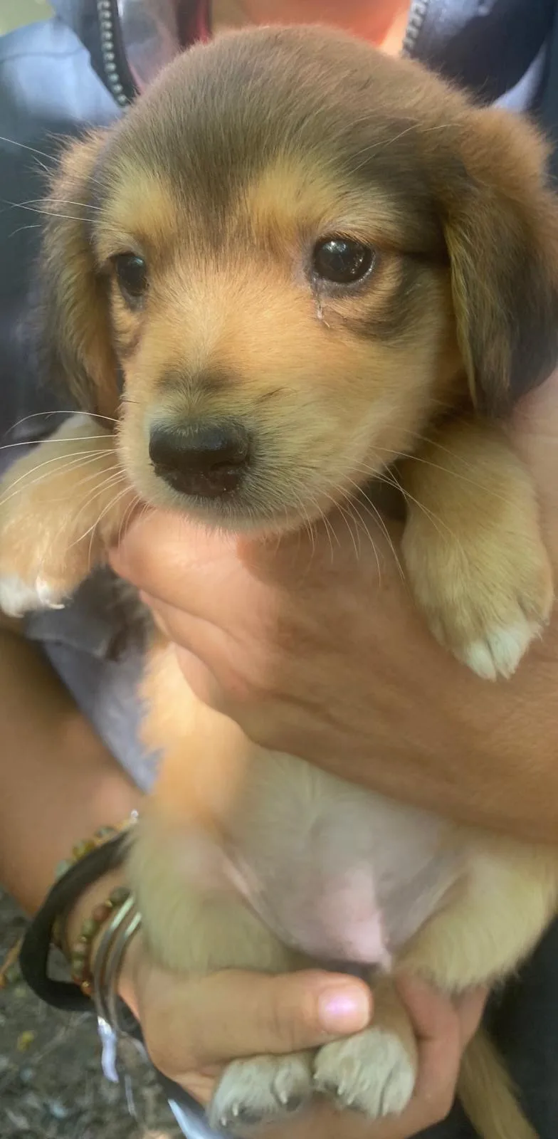 Miele, cane Meticcio in adozione a Crotone - foto 2