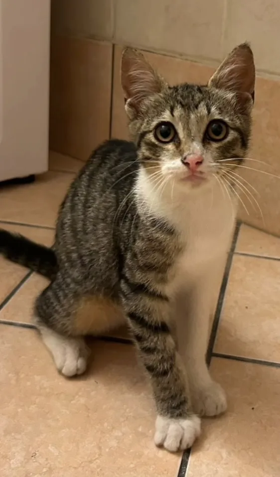 Foto 1 di Anita, gatto  in adozione