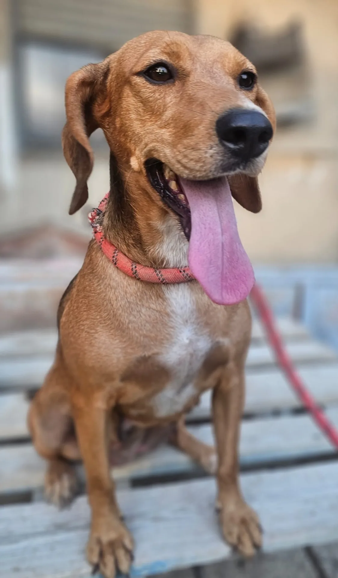 Kelly, cane Meticcio in adozione a Agrigento - foto 2