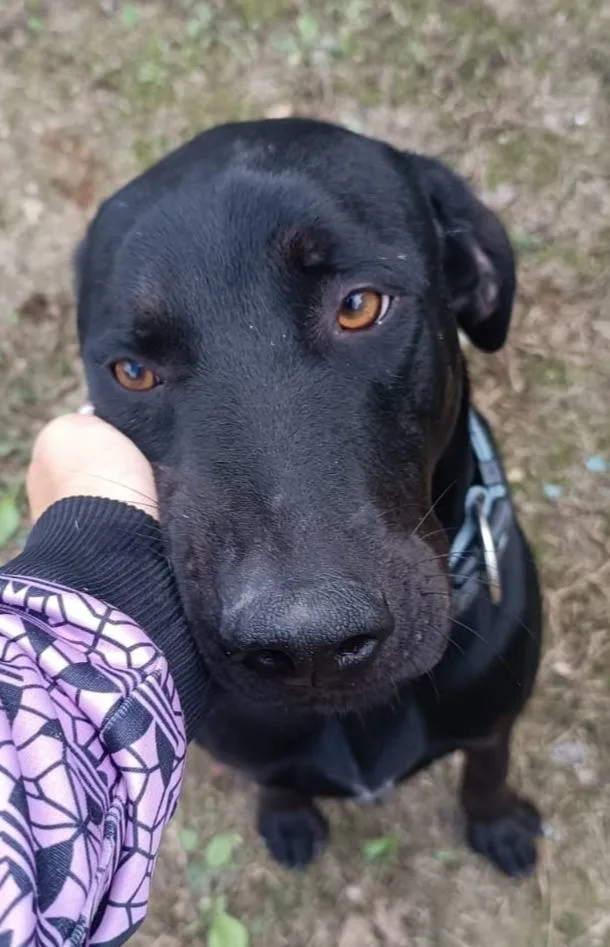 Buzz, cane meticcio in adozione a Latina - foto 1
