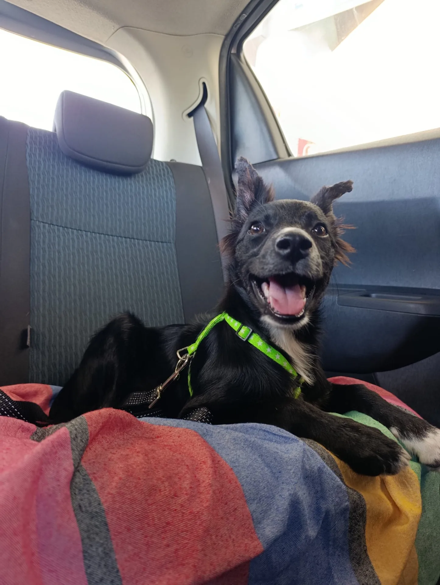 NAIMA, cane Meticcio in adozione a Bari - foto 5