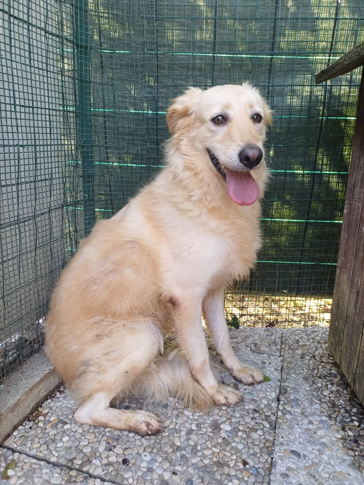 Bettina, cane Meticcio in adozione a Lecco - foto 2