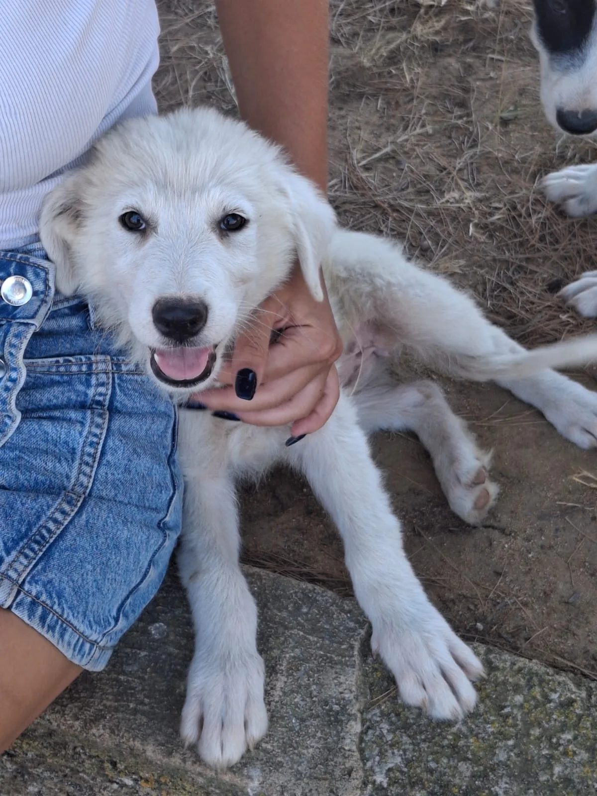 Scamorza, cane Mix Maremmano in adozione a Crotone - foto 3